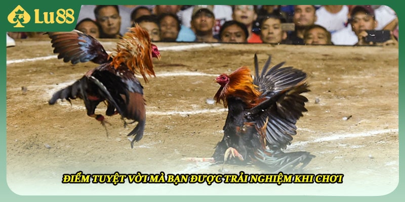 Điểm tuyệt vời mà bạn được trải nghiệm khi chơi